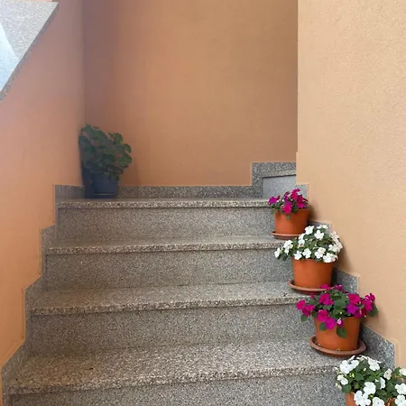 Dora بوريتش